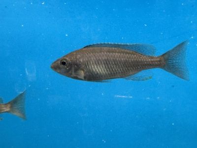 Mloto Goldcrest Makonde (Copadichromis) 4" Male