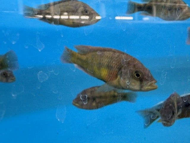 Paralabidochromis Chilotes 4"