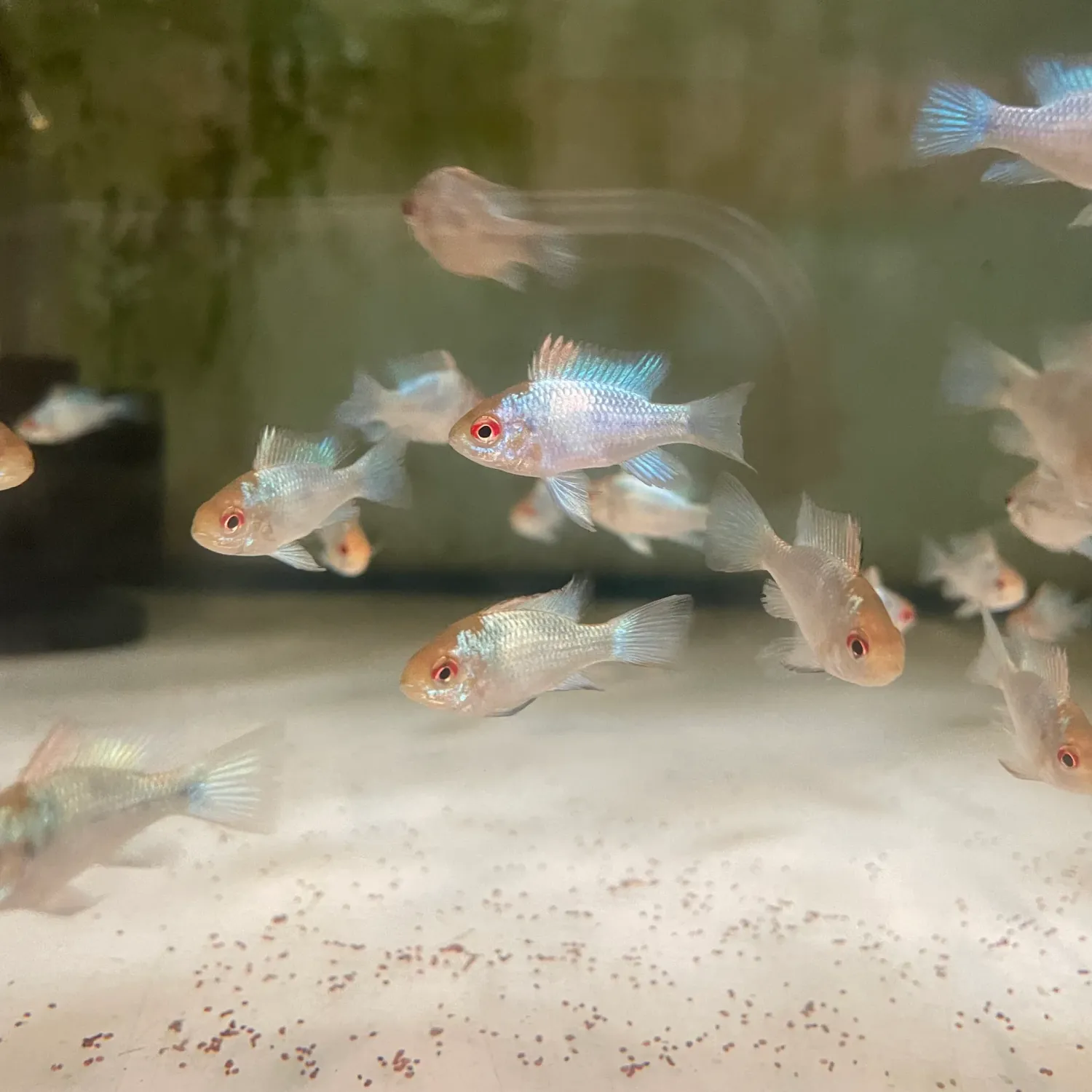 Electric Blue Ram (Mikrogeophagus ramirezi) 1"-1.25"