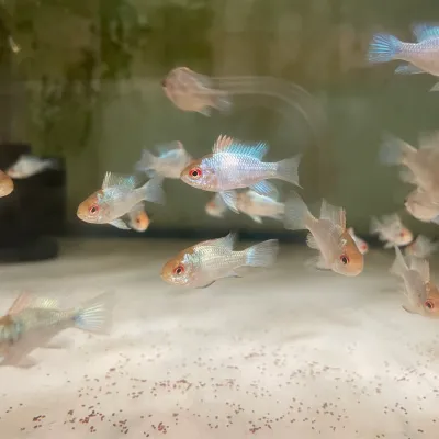Electric Blue Ram (Mikrogeophagus ramirezi) 1"-1.25"