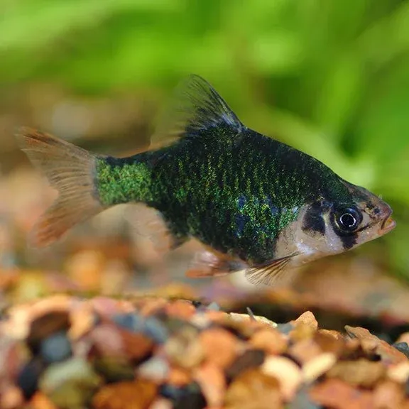 Green Tiger Barb 1"