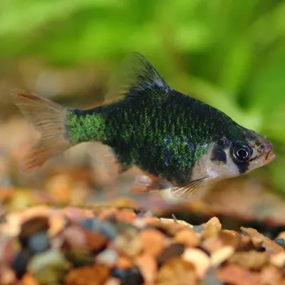 Green Tiger Barb 1"