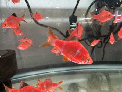 Strawberry Tiger Barb (Puntius tetrazona) 1"