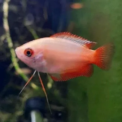 Red Tail Golden Honey Dwarf Gourami