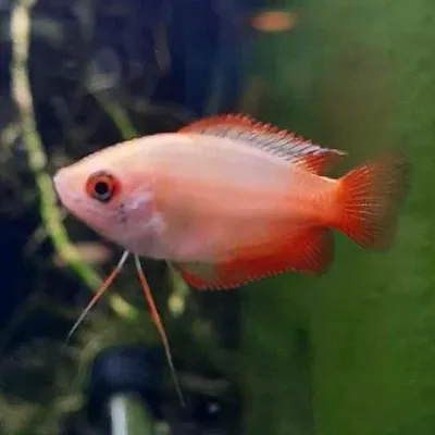 Red Tail Golden Honey Dwarf Gourami