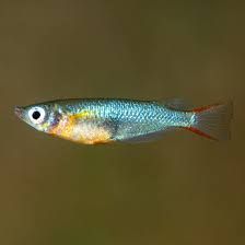 Daisy’s Blue Rice Killifish (Oryzias woworae)