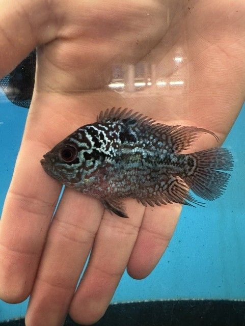 Short Body Pearl Flowerhorn 2.5"-3"