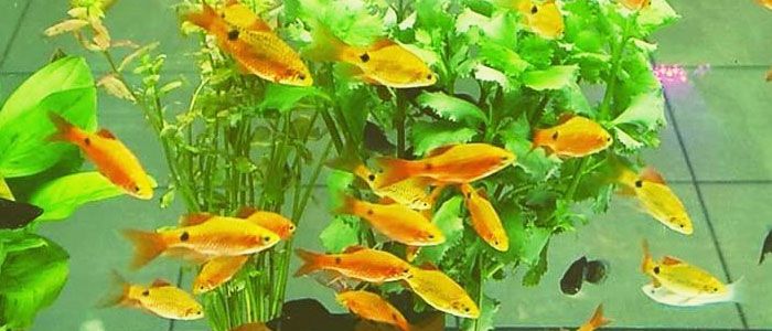 Golden Rosy Barb 1"