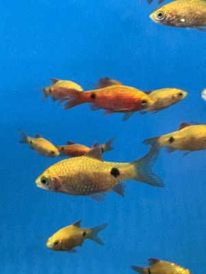 Golden Rosy Barb 1"