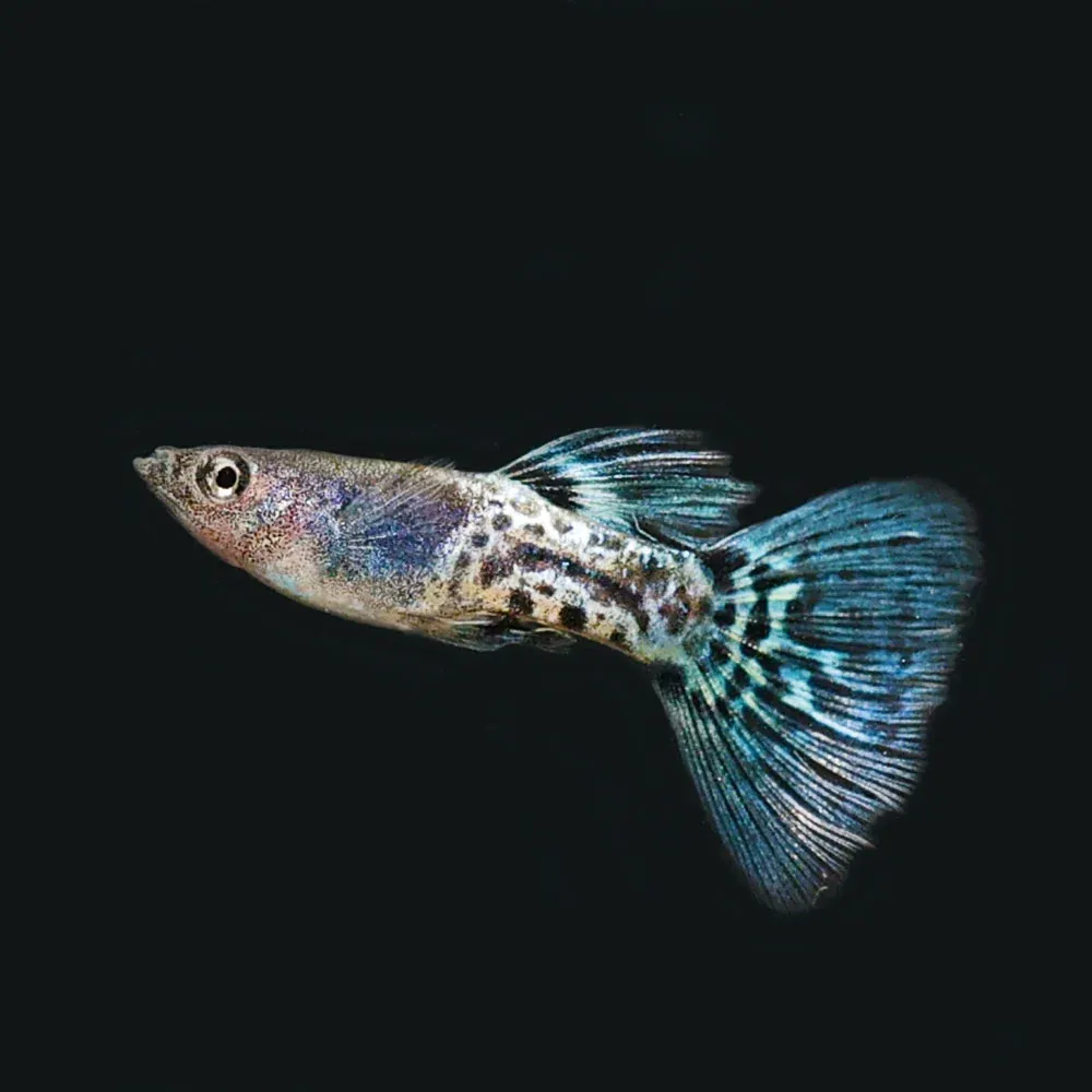 Metal Blue Lace Guppy "Poecilia Reticulatus"
