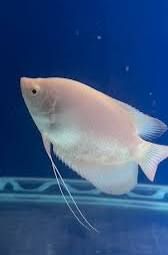 Gold Giant Gourami (Osphronemus goramy ‘gold’) 3"-4"