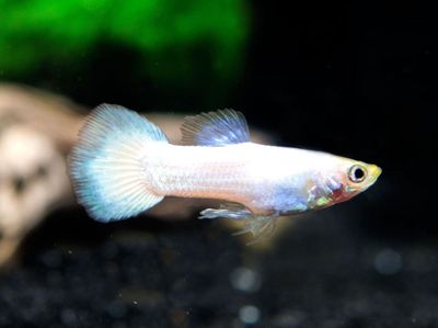 White Moscow Guppy (Poecilia reticulata)
