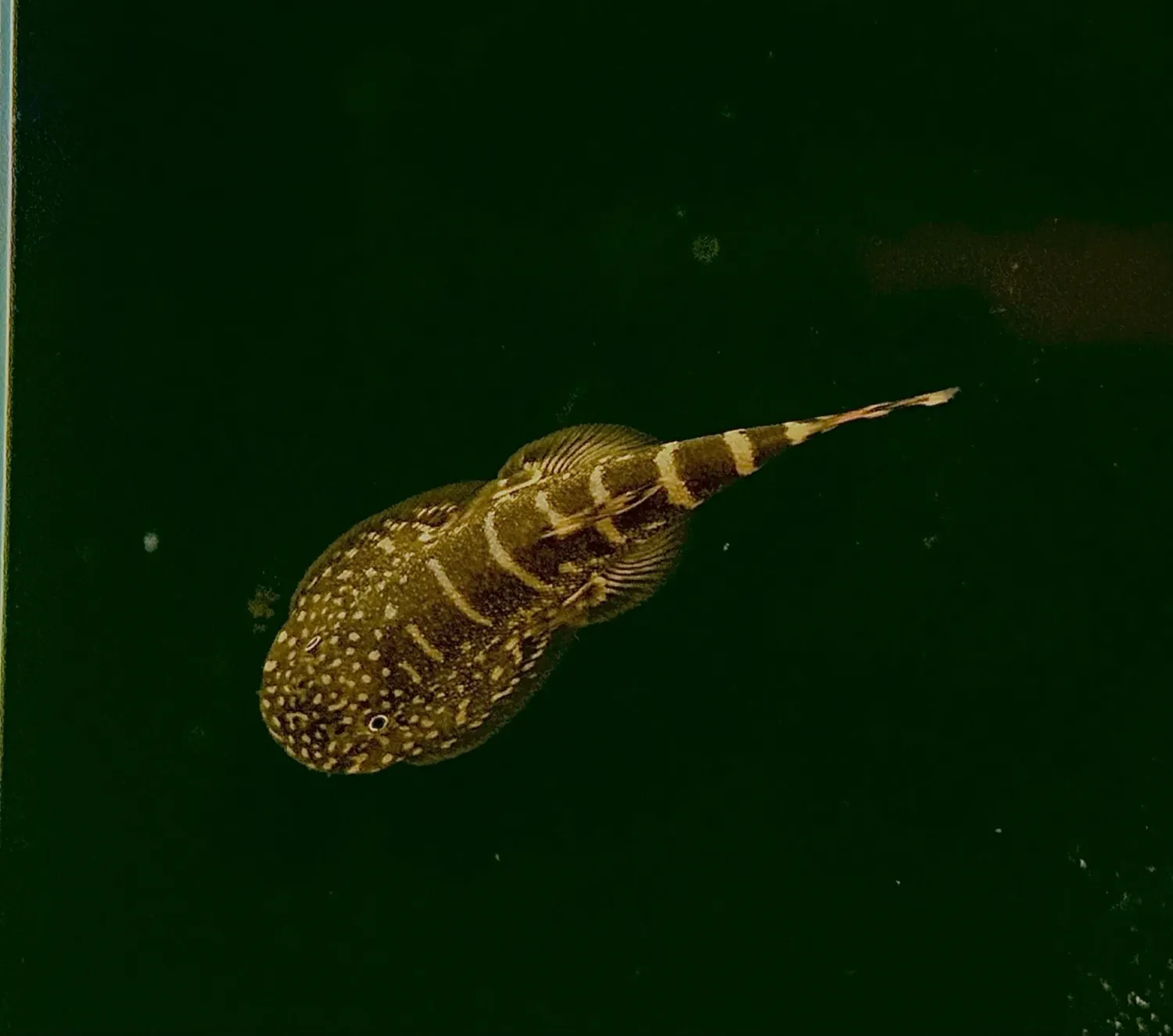 Borneo Sucker Loach 1"