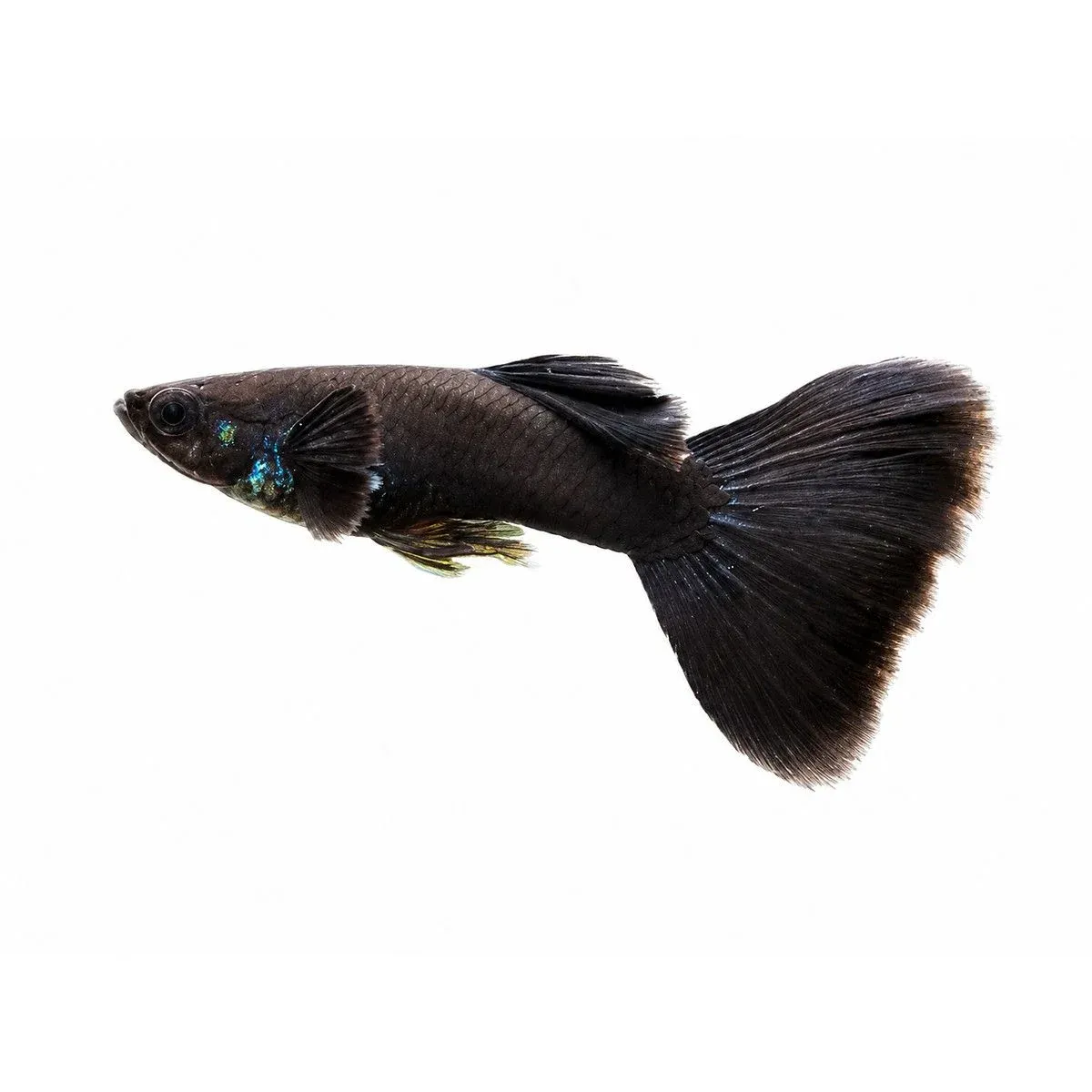 Black Moscow Guppy