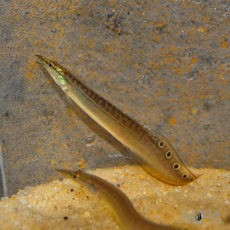 Peacock Eel (Macrognathus siamensis) 5"+