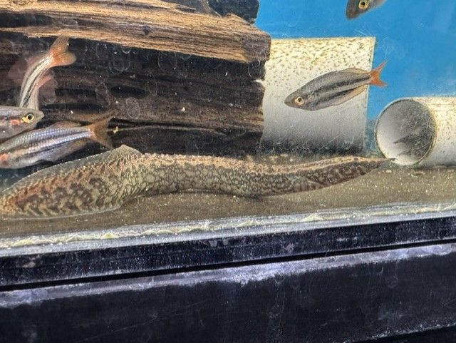 Half Banded Spiny Eel (Macrognathus circumcinctus) 4"+