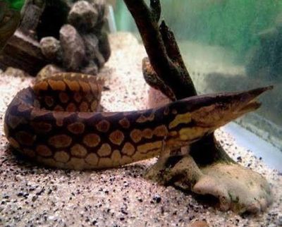 Tiretrack Eel (Mastacembelus armatus) 4"+