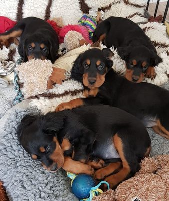 Pets Trockenfutter Getreidefrei/Pets Trockenfutter mit Reis