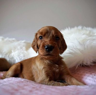 Stadt und Landkurs 15 Lektionen