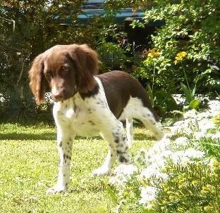 Puppy/Junghund Lachs mit Kartoffel 100% Getreidefrei 15kg.