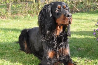 Pets Trockenfutter Getreidefrei/Pets Trockenfutter mit Reis