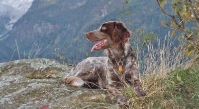 Wild mit Kartoffel 100% Getreidefrei 15kg.