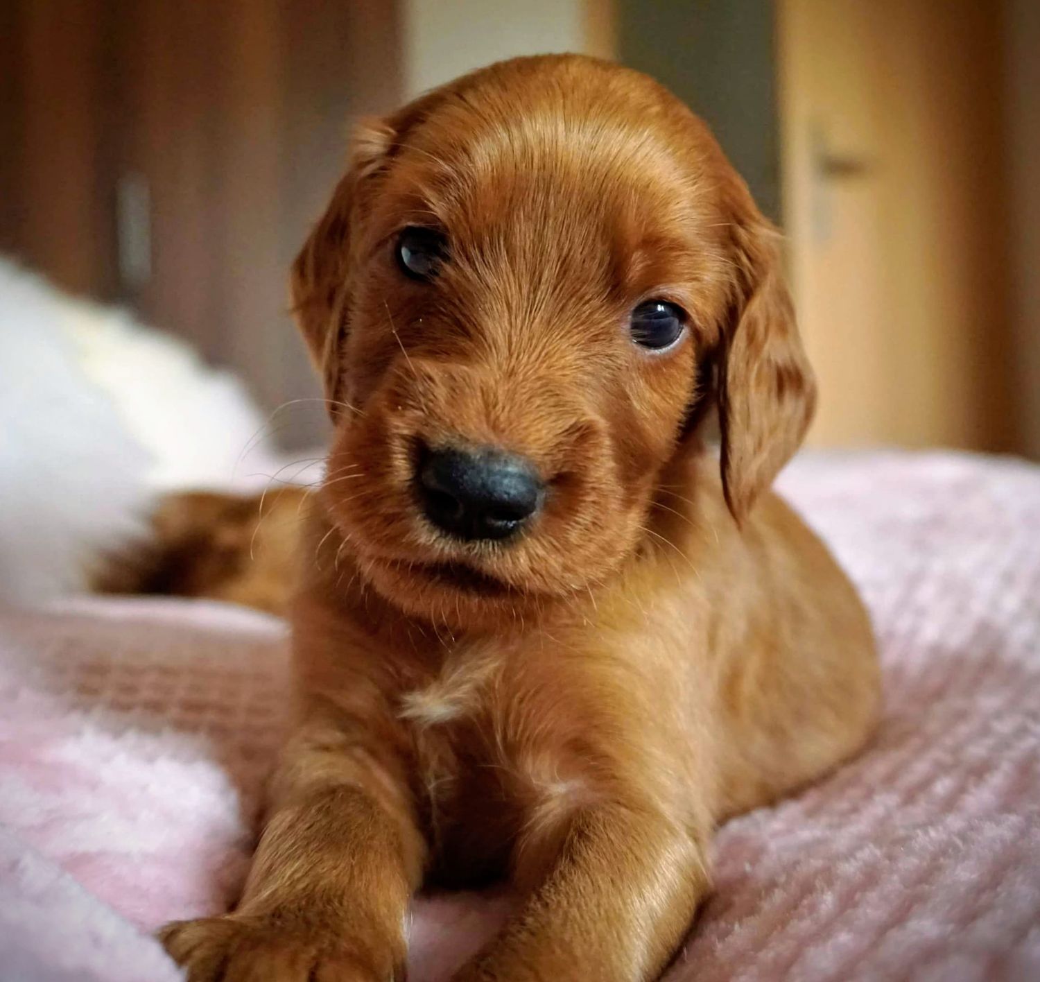 Anreise jeweils am Donnerstagabend. 3 Tagesseminar im Schwarzwald,  2 Personen im gleichen Haushalt mit 1 Hund.