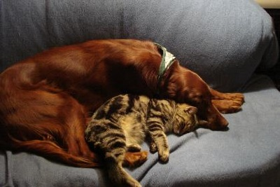 Geflügel mit Kartoffel Getr.frei 15kg