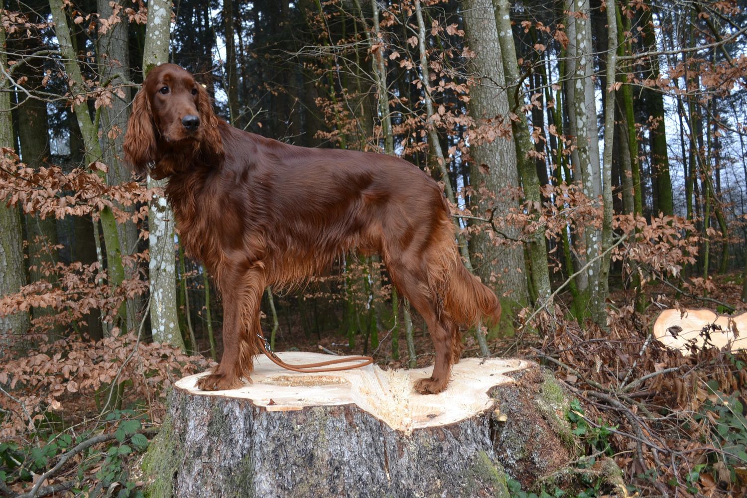 Lamm und Reis&Mais Sensitiv 15 kg. Lamm und Reis&Mais Sensitiv 15 kg.