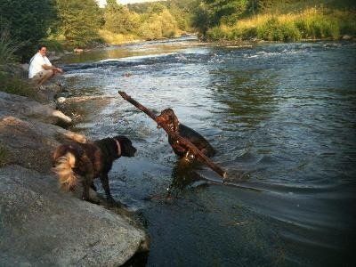 Wasserbüffel mit Kartoffel 100% Getreidefrei 15kg.
