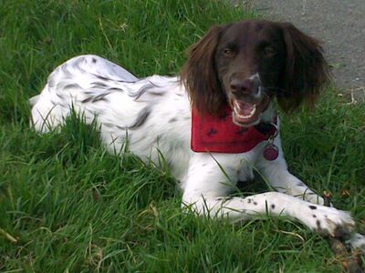 Anreise jeweils am Donnerstagabend. 3Tagesseminar im Schwarzwald, 1 Person mit 1 Hund