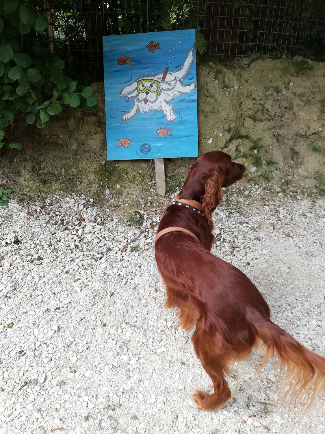 Neu!!! Lachs mit Kartoffel (mit frischem Lachs) Getreidefrei 15kg