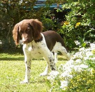 Puppy/Junghund Lachs mit Kartoffel 100% Getreidefrei 15kg. Puppy/Junghund Lachs mit Kartoffel 100% Getreidefrei 15kg.