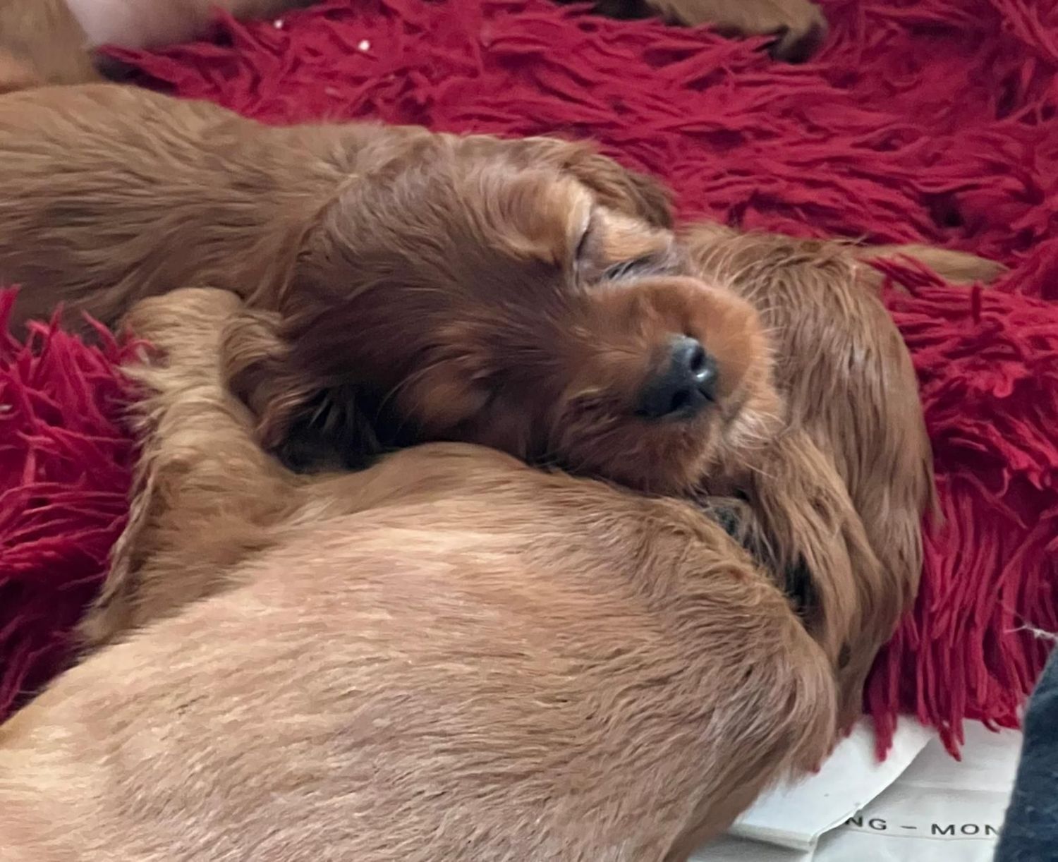 Telefonberatung rund um den Hund