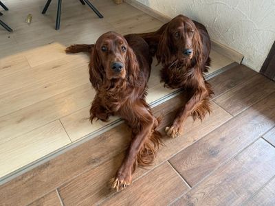 Ausprobierstunde 2er Gruppe 90min. Ausprobierstunde 2er Gruppe 90min.