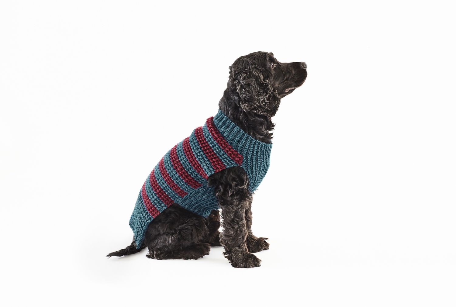 A dark brown spaniel is wearing a blue crocheted jumper with red stripes.