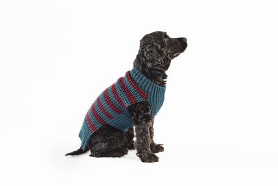 A dark brown spaniel is wearing a blue crocheted jumper with red stripes.