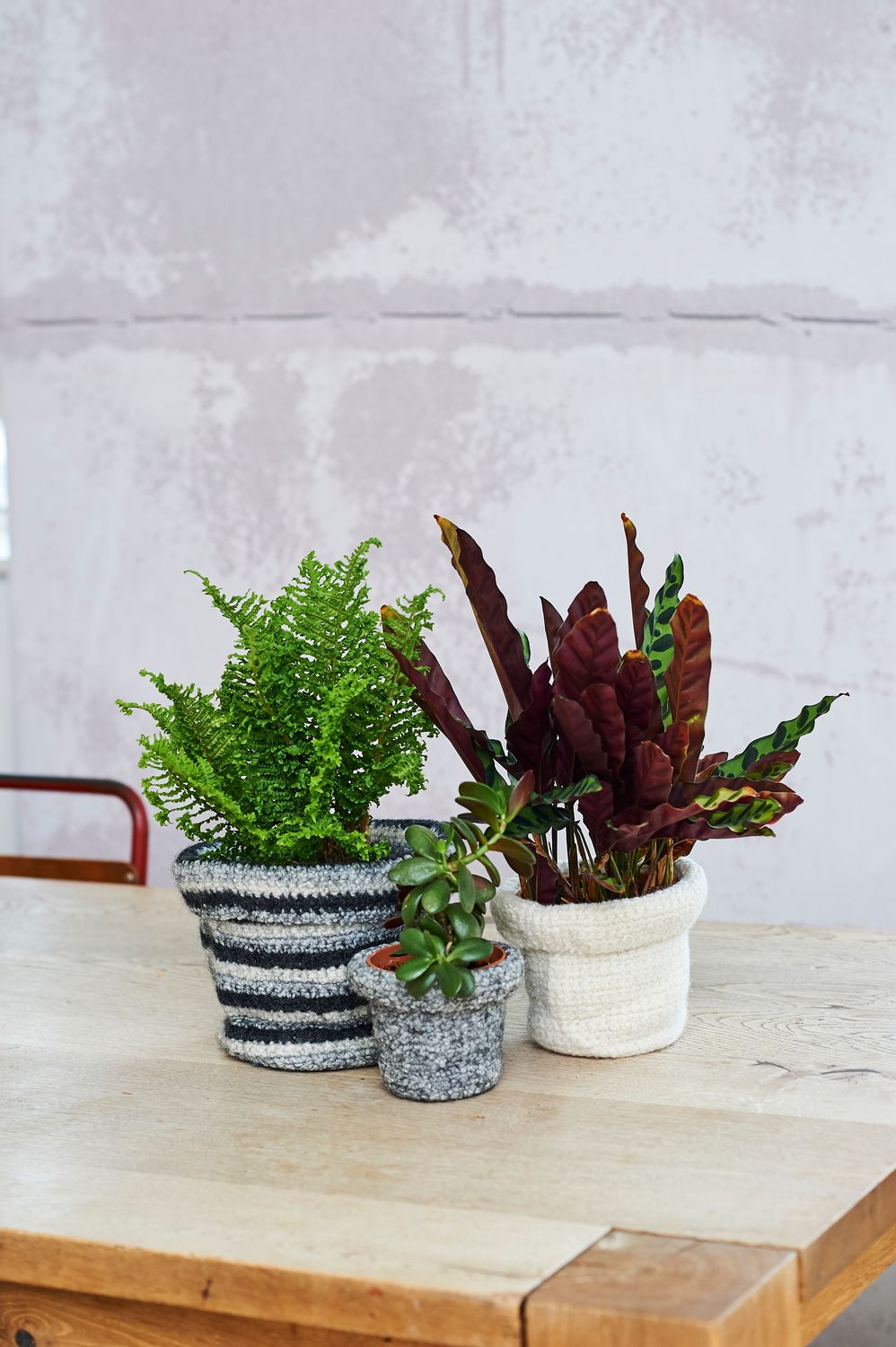 3 plants in felted crochet plant pots.
