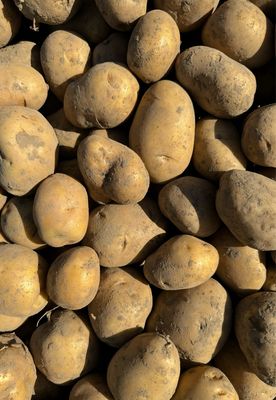Aardappel - licht bloemig/kruimig (Prijs per kg)