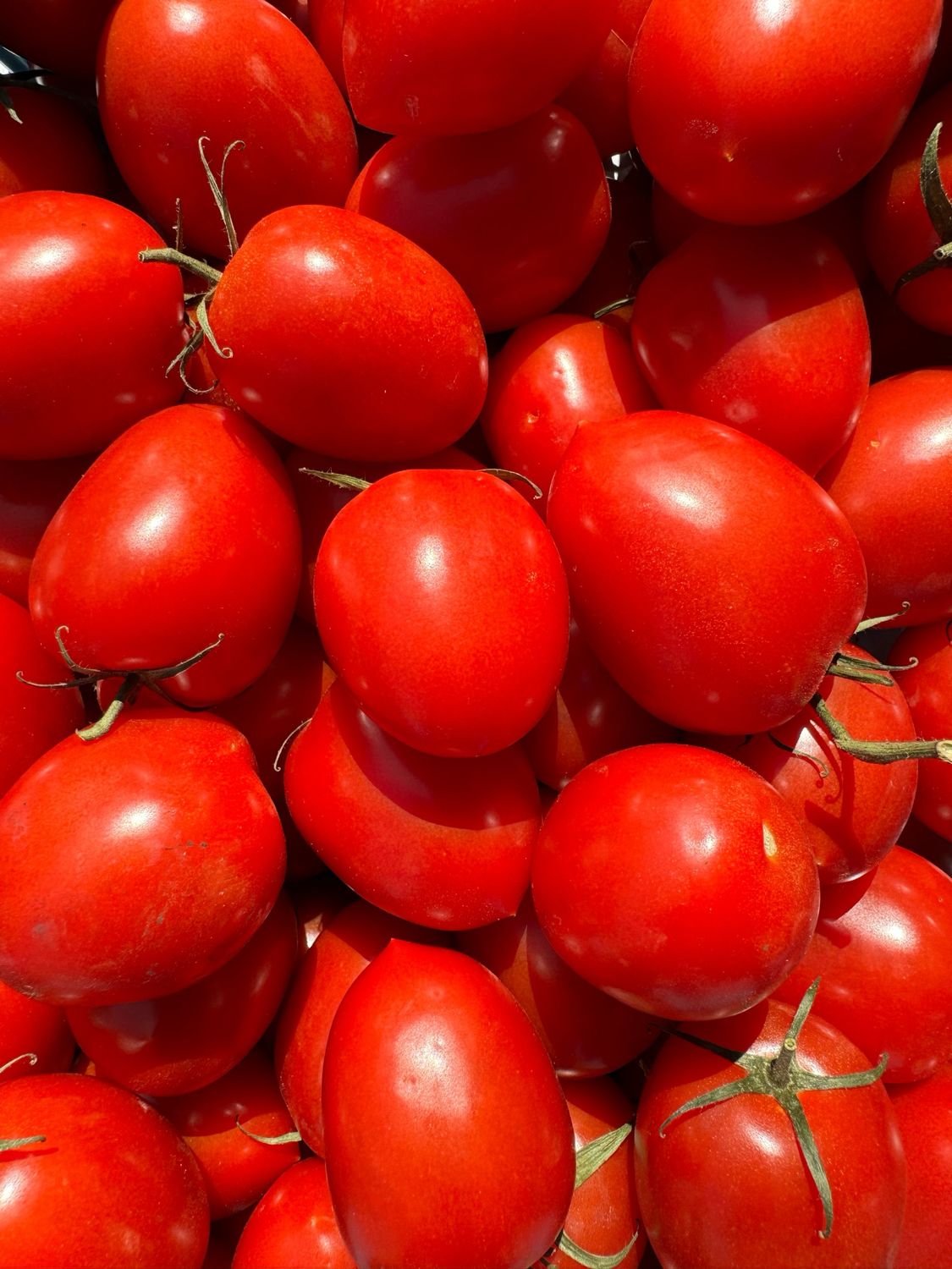 TOMATEN