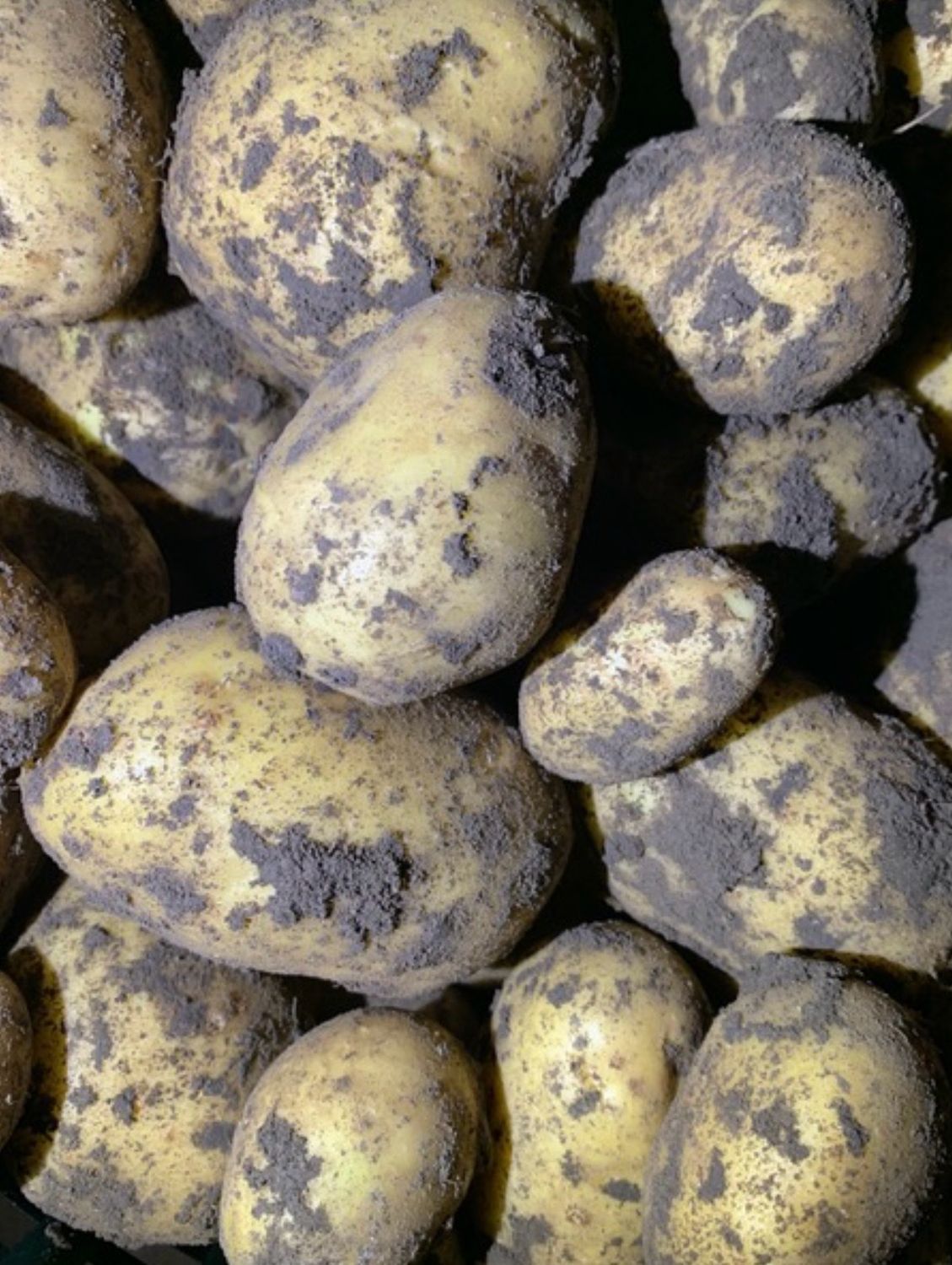 Frietaardappelen (Prijs per kilo)