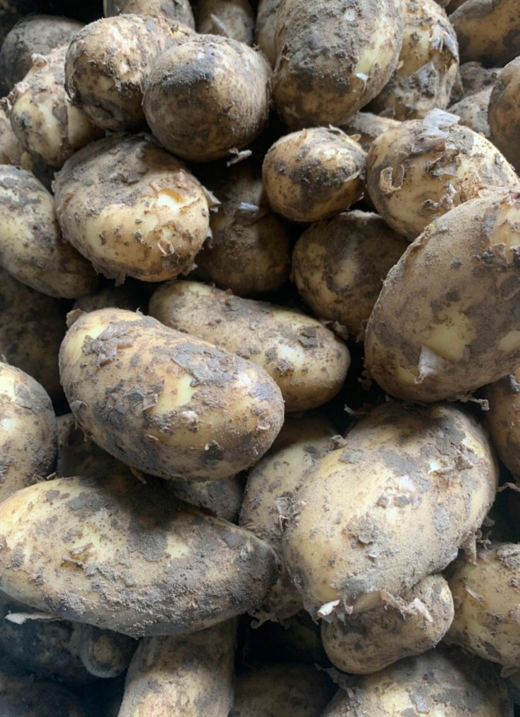 Vastkokende aardappelen (Prijs per kg)