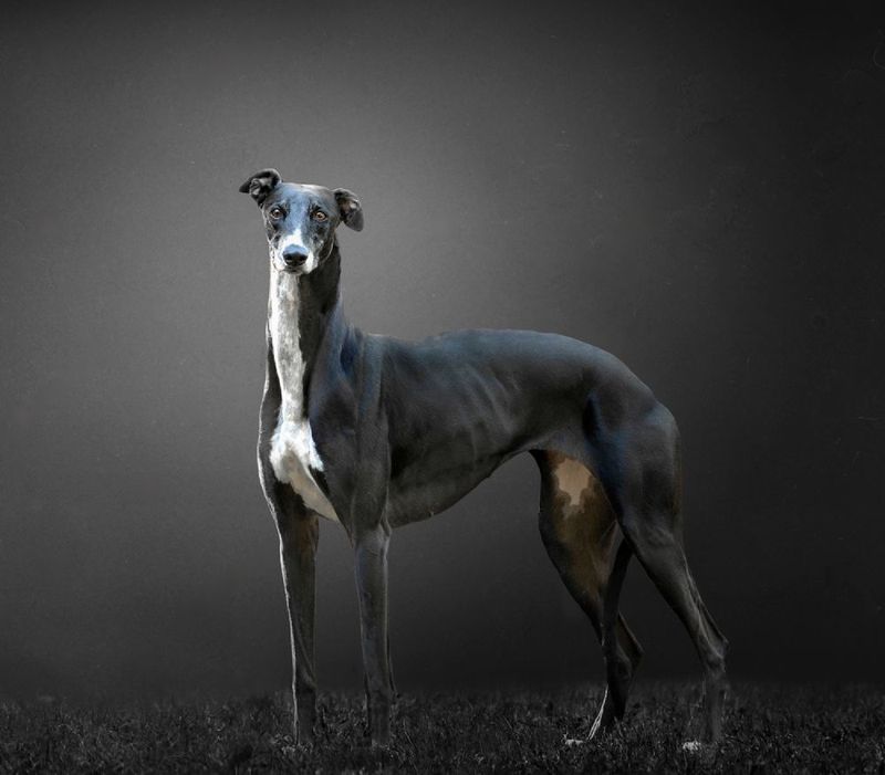 Greyhound Products