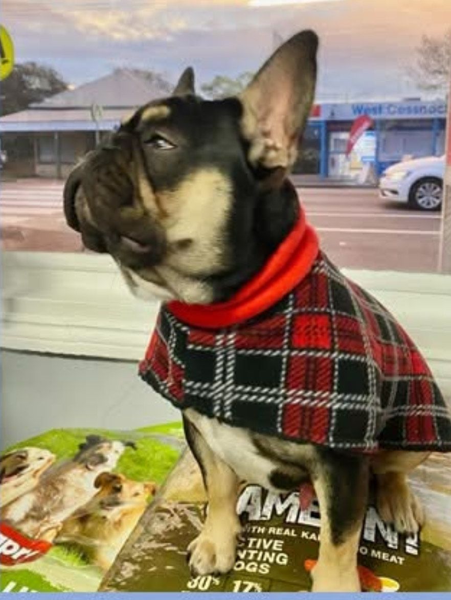 Dog Coats