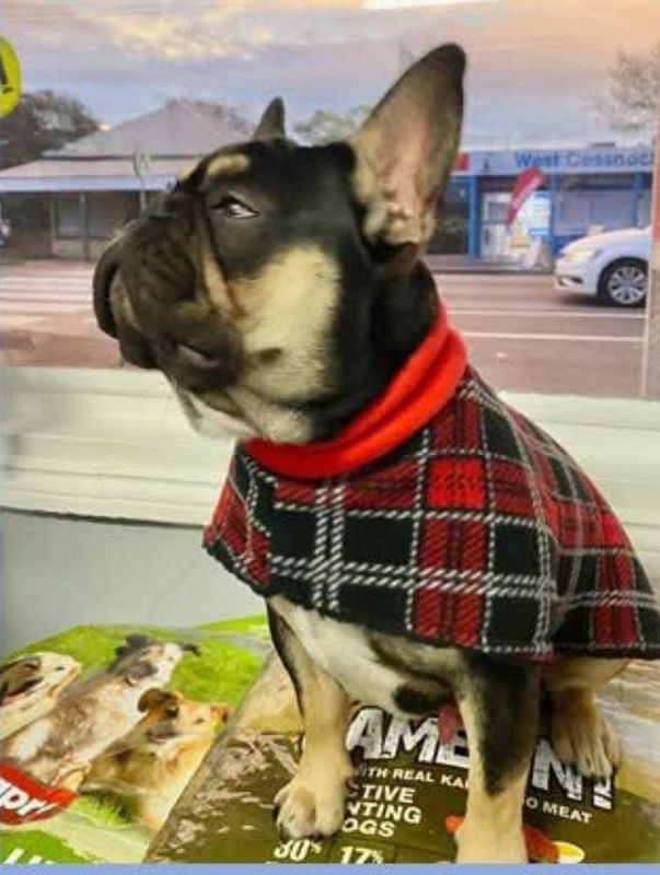 Dog Coats