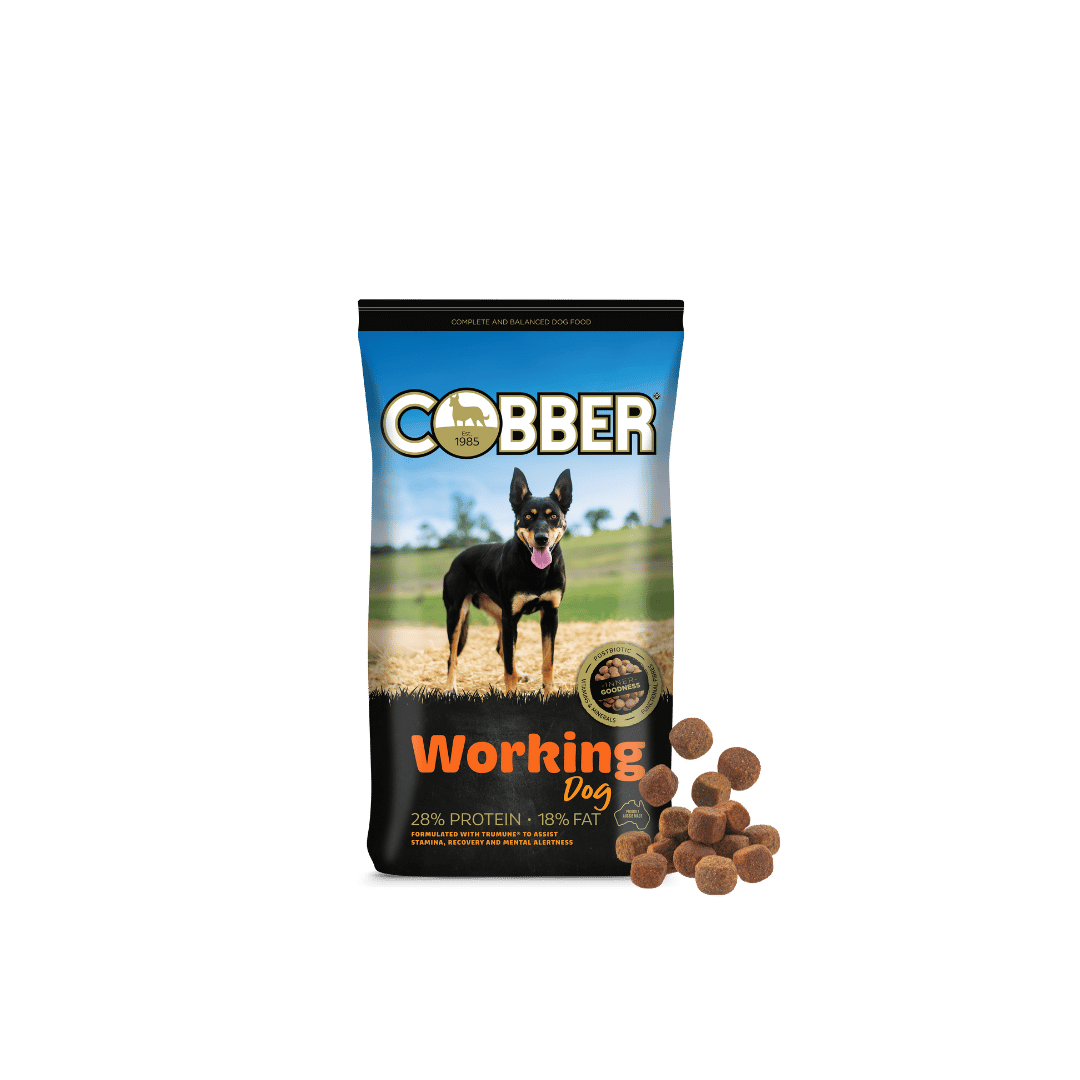 Cobber Working Dog