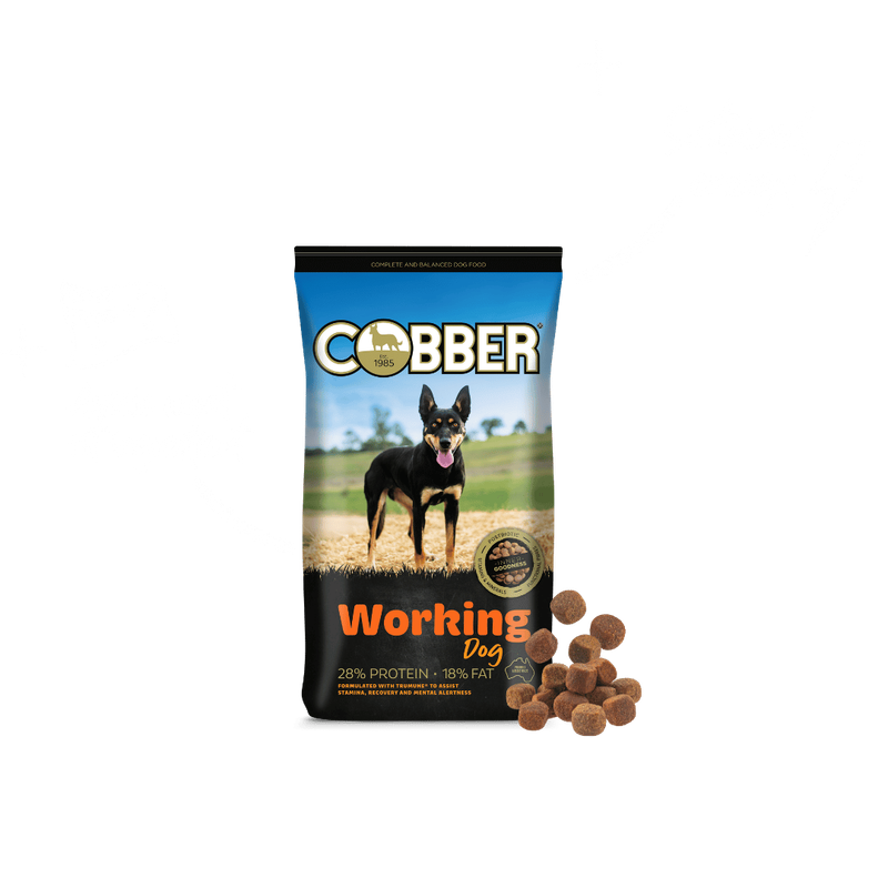 Cobber Working Dog