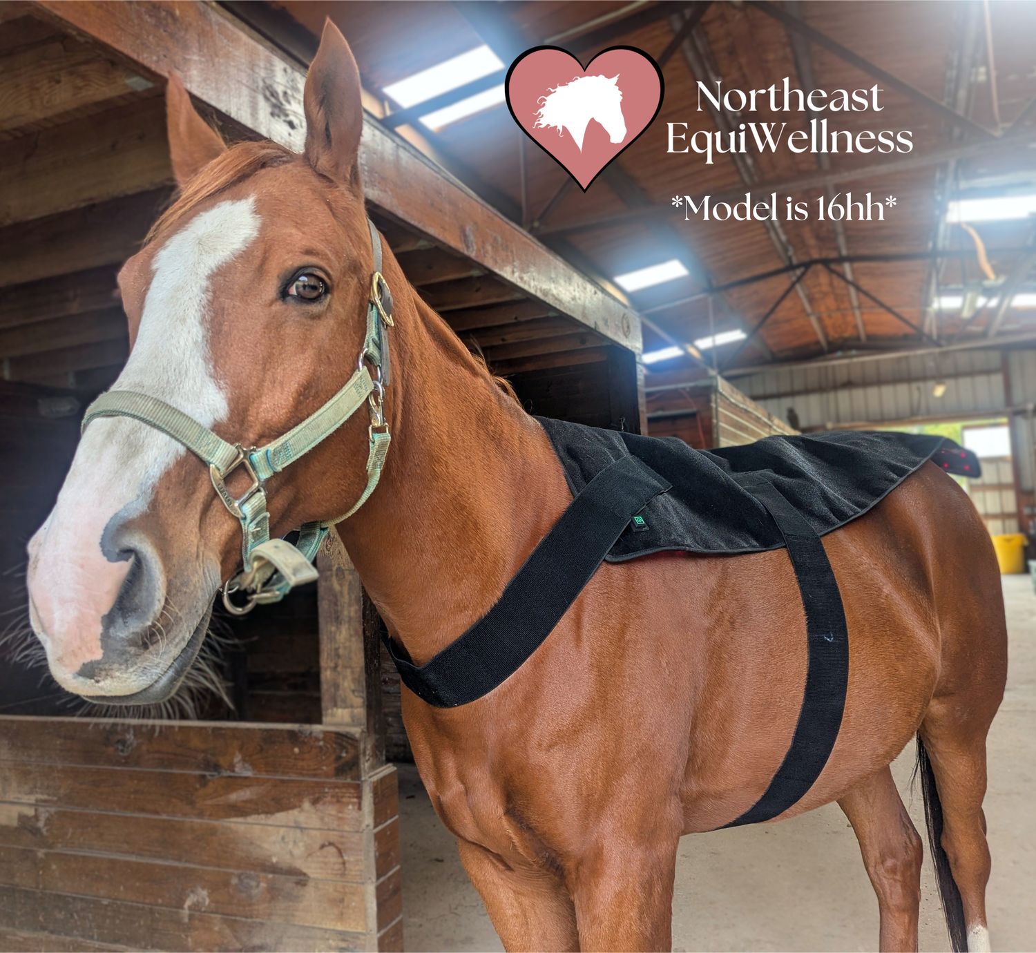 GlowLine+ XL Red Light Therapy Blanket for Horses, 53" x 28"