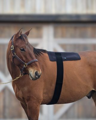 GlowLine Red Light Therapy Large Back Pad for Horses (19 x 21 in)