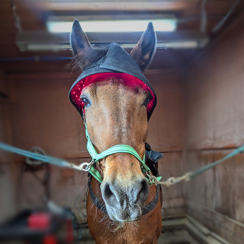 The "Happy Hat" - Red Light Therapy Poll Cap for Horses